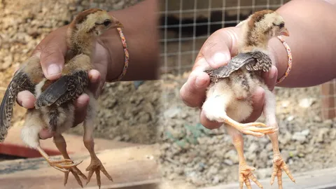 แห่ดูลูกเจี๊ยบ 3 ขา รับวันหวยออก เจ้าของบอกน่ารัก-เชื่อให้โชค