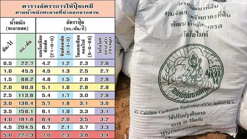 ปฏิรูปสูตรปุ๋ยปาล์มฯ ‘N-P-K’ไม่พอ..ต้องมี‘โดโลไมท์’