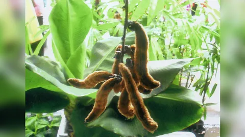 "หมามุ่ย" รักษาพาร์กินสัน