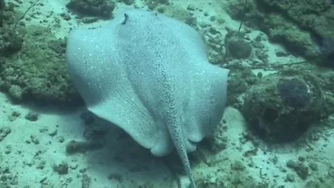 ระบบนิเวศยังดี! พบกระเบนขนุน พันธุ์หายาก ทะเลกระบี่