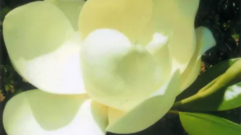 "ลิตเติ้ลเจมส์" ดอกใหญ่หอมแรง