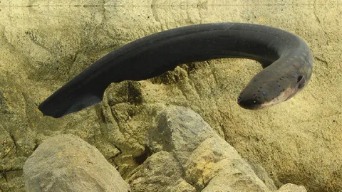 ปลาไหลไฟฟ้าเป็นเพชฌฆาตน่าพิศวง