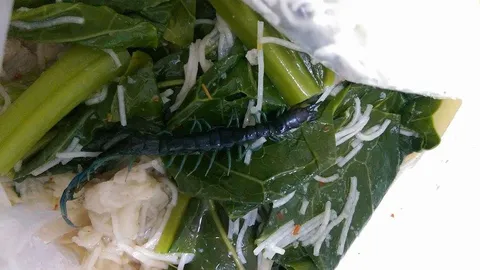 ช็อกแปบ! นี่มันตัวอะไร? ในจานราดหน้า  (ชมคลิป)