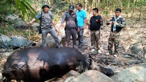 พบซากกระทิงถูกไรเฟิลยิงตายในป่าราชบุรี คาดฝีมือพรานโหด