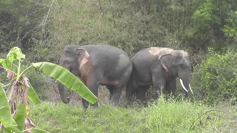 ช้างอ่างฤาไน 2 เชือก หากินพื้นที่ชาวบ้าน จ่อผลักดันเข้าป่า