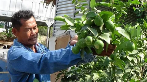 ปลูกมะนาวไว้กินเอง เลือกพันธุ์..แลฮวงจุ้ยไร้ดูใบ