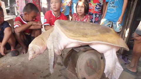 แห่ดูตะพาบเผือก สีทอง ที่พิมาย เชื่อให้โชคลาภ