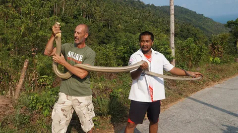 เจ๋ง! หนุ่มชาวอังกฤษ ใช้มือเปล่าจับงูจงอางยาว 3 เมตร (ชมคลิป)