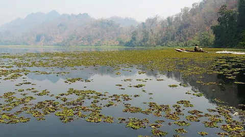 จอกหูหนูยักษ์เปรู ร้ายกว่าผักตบชวา