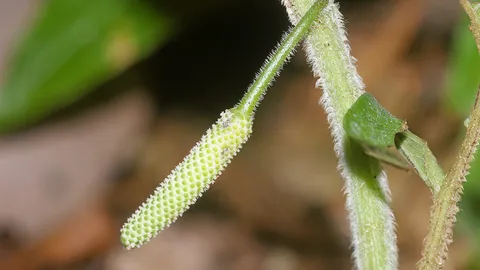 มก.+มข.พบดีปลีดิน พืชชนิดใหม่ของโลก