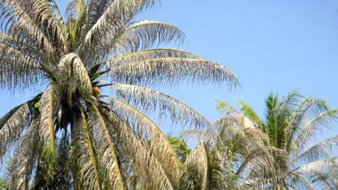 สลด! หญิงวัย 64 พลาดท่าตกต้นมะพร้าวดับ (ชมคลิป)