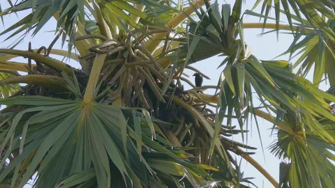 แห่ขอหวย 'นกขุนทอง' พูดได้! 2 ตัวผัวเมียเกาะต้นตาลร้องบอกเลขเด็ด (ชมคลิป)