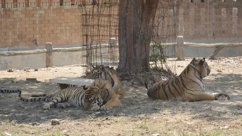 รองอธิบดีเก้อ! วัดป่าเมืองกาญจน์ ปิดประตู ‘เกาะเสือ’ ไม่ให้เข้า