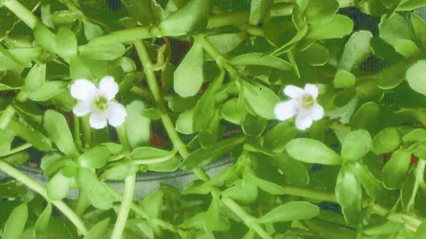 “พรมมิ” สรรพคุณดีมีต้นขาย