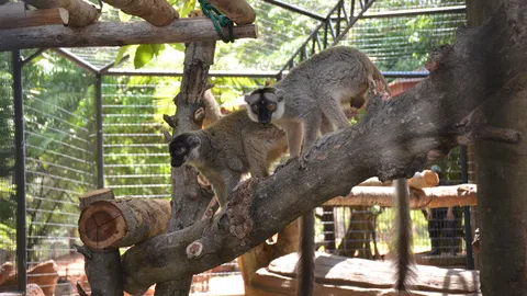 สวนสัตว์โคราช ฉลองสงกรานต์ ต้อนรับสมาชิกใหม่ 'ตัวลีเมอร์' 