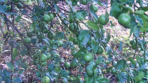 “มะนาวไร้หนาม” ดกคุ้มเก็บผลสบายมือ