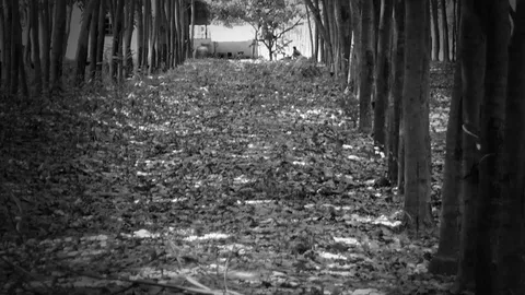 ผช.ผู้ใหญ่บ้านเหยียบระเบิด ขาขาด 2 ข้าง ที่สุไหงปาดี 