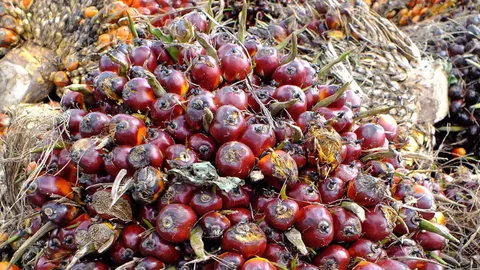 โวย"พาณิชย์"ราคาปาล์มตก