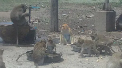 วอนช่วยลิงวัด! ร้อนแล้ง อดอยาก ผอมโซจนหิวตาย  