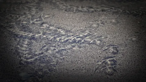 แห่ดูรอยประหลาด คล้ายพญานาค โผล่ฝากระโปรงรถ