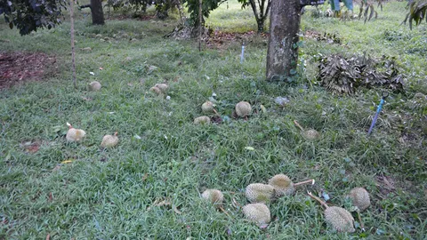 พายุงวงช้าง พัดถล่มสวนทุเรียน จันทบุรี เสียหายนับสิบล้าน