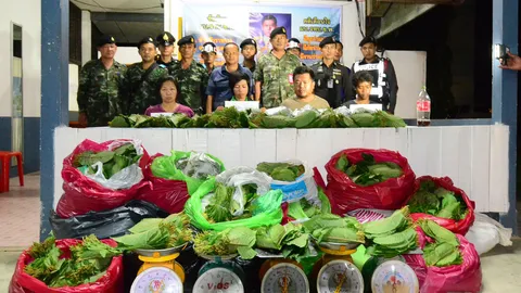 'ชุมพร' ทหารสนธิกำลัง ตร.รวบแก๊งขายใบกระท่อม ได้ของกลาง133 กก. 