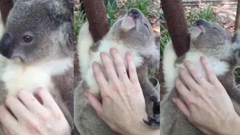 น่ารักอ่ะ... 'โคอาลา' เคลิ้มมือเกร็ง มีคนเกาพุงให้ (ชมคลิป)