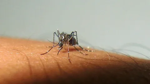 หนี “ไข้เลือดออก” ปะพิษยากันยุง