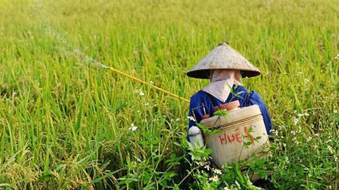 พัฒนาเชื้อชีวภัณฑ์ แก้โรคกาบใบแห้งในข้าว