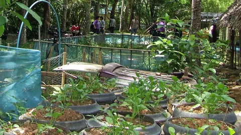 สวนยางผสมผสาน 6ไร่..อยู่ได้