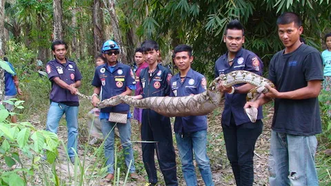 ตื่น! เหลือมยักษ์โผล่สวนยาง เขมือบสัตว์ไซส์บิ๊กจนขยับตัวไม่ได้