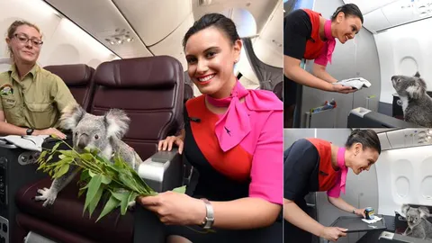 เยี่ยมไปเลย !! โคอาลา  นั่งเครื่องบิน บิสสิเนสคลาส ไปสิงคโปร์