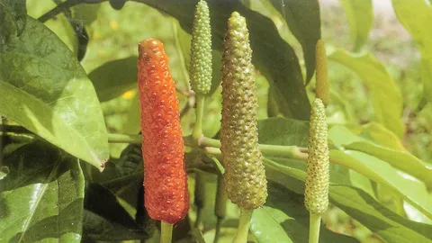 “ดีปลี” กับวิธีรักษาอัมพฤกษ์