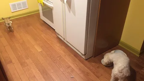 ก็มันเหงา! จะเกิดอะไรขึ้น เมื่อน้องหมาอยากมีเพื่อนกินข้าวด้วย (ชมคลิป)