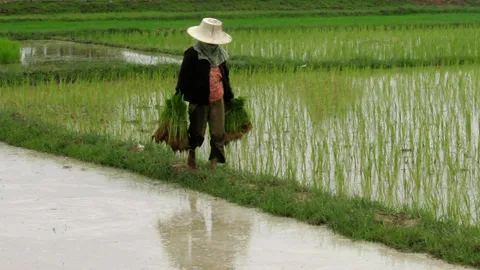 7บริษัทล้อมวงประกันนาข้าว