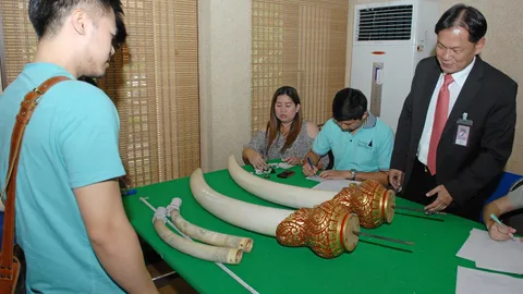 แห่จดงาช้าง150 ตัน มูลค่านับหมื่นล้าน ครบเส้นตายวันนี้