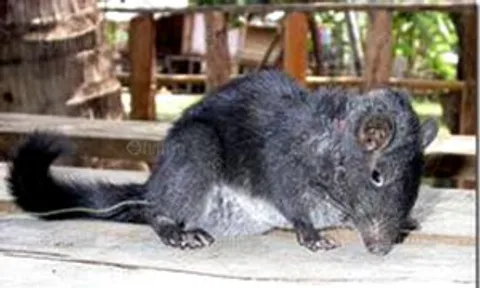 เจอหนูหินโลกล้านปี ลงความเห็นสูญพันธุ์ไปมาตั้งนานล้านปี