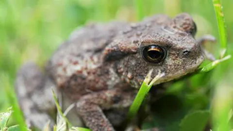 ศึกษาหาวิธีทำคนเป็น“กบจำศีล”