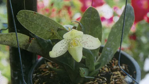 “รองเท้านารีเหลืองปราจีน” ดอกทั้งปีสวย