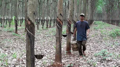 ยางพารา : ปัญหาต่างภาค