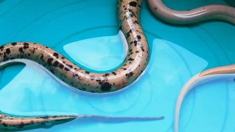 ชาวบ้านเชียงใหม่ แห่ตีเลขเด็ด ปลาไหลเผือก 2 ตัว (ชมคลิป)