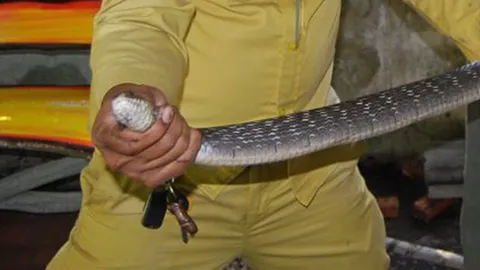 เซียนงู ช่วยชาวบ้านปราณบุรี จับจงอางยาว 3 เมตรด้วยมือเปล่า