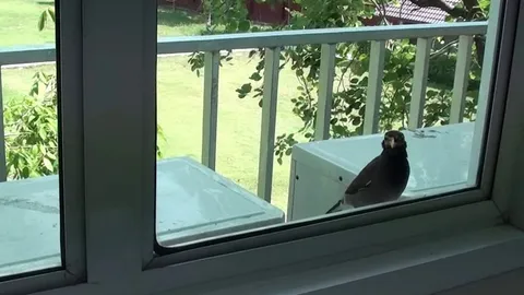 แปลกดีนะ!! นกเอี้ยงแสนรู้เคาะกระจก อบจ.ขอปาท่องโก๋หม่ำยามเช้า (ชมคลิป)