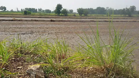 ชนบทระทม! รัฐเล็งรีดขนห่าน ครม.สั่ง อปท.ขอภาษีท้องถิ่นเพิ่ม 8.5 พัน ล.