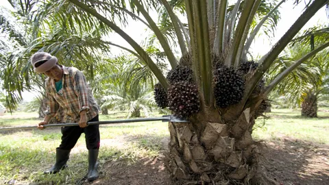 พาณิชย์ แก้ราคาปาล์มตก แนะซื้อปาล์มสด กก. ละ 4 บาท (ชมคลิป)