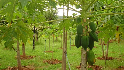 ราคามะละกอ ตกวูบ โลไม่ถึง 2 บาท 'วัชระ' จี้ รบ.บิ๊กตู่ เร่งแก้