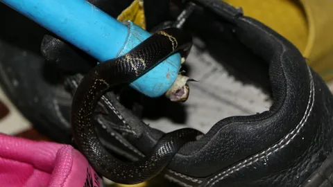 หวิดโดนกัด!! สาว 29 ลมแทบจับ เจอลูกงูเห่าขดในรองเท้า