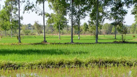 ประเมินที่ดินรายแปลงเสร็จปี 60