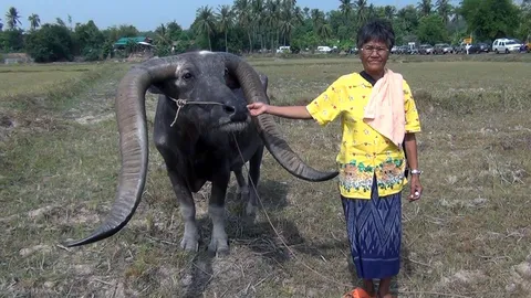ฮือฮา! พญาควายให้โชคหลายงวดติด คนขอซื้อหลักแสนไม่ขาย