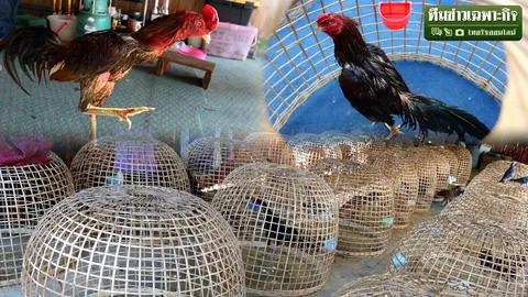 บ่อนพนัน-ทารุณกรรม ไขกฎหมายชนไก่ มูลเหตุแห่เข้าสนามผี!? 